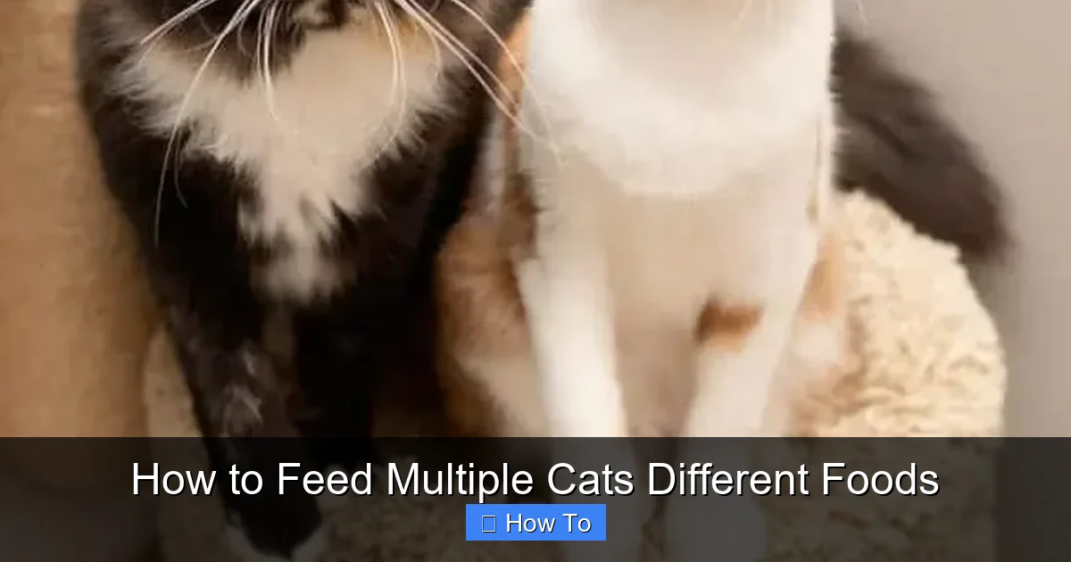 How to Feed Multiple Cats Different Foods