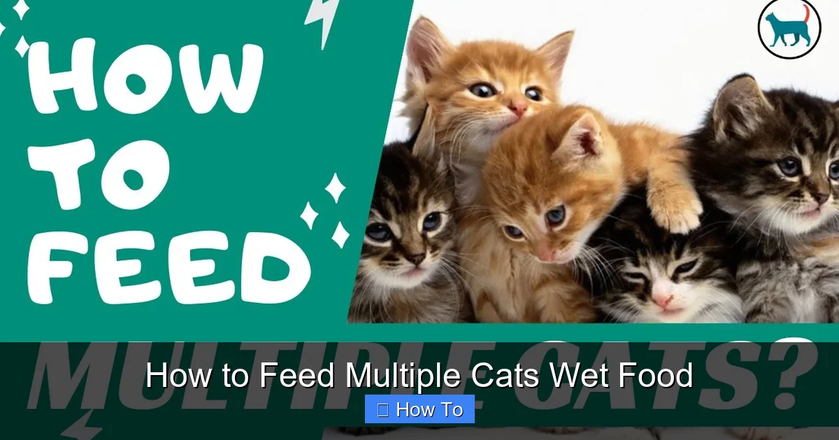 How to Feed Multiple Cats Wet Food