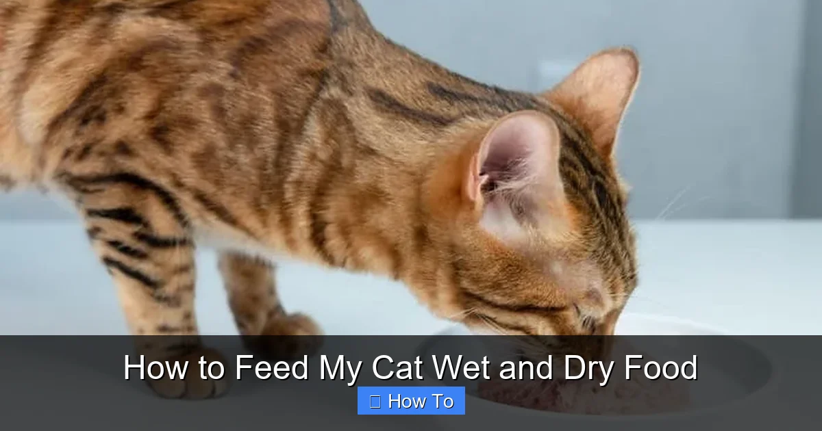 How to Feed My Cat Wet and Dry Food