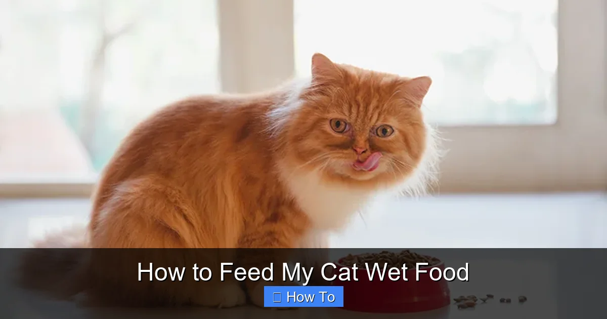 How to Feed My Cat Wet Food