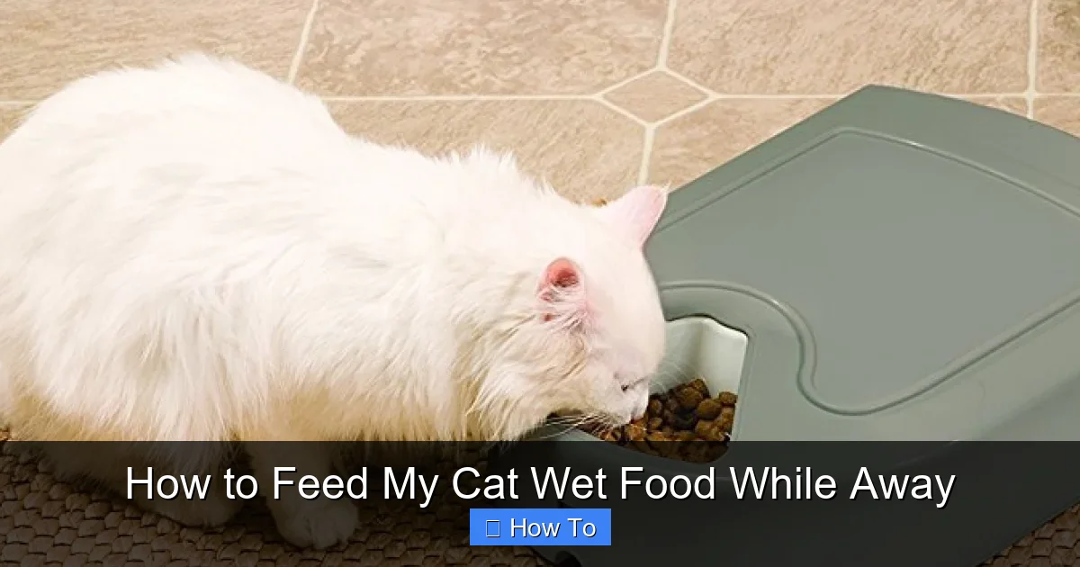 How to Feed My Cat Wet Food While Away
