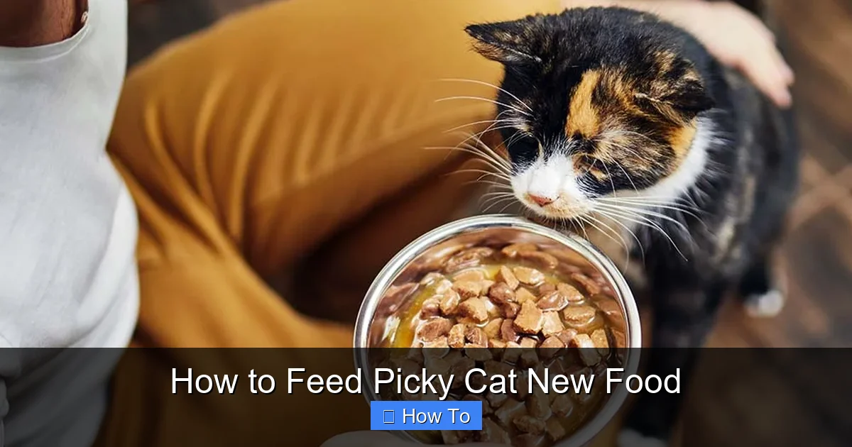 How to Feed Picky Cat New Food