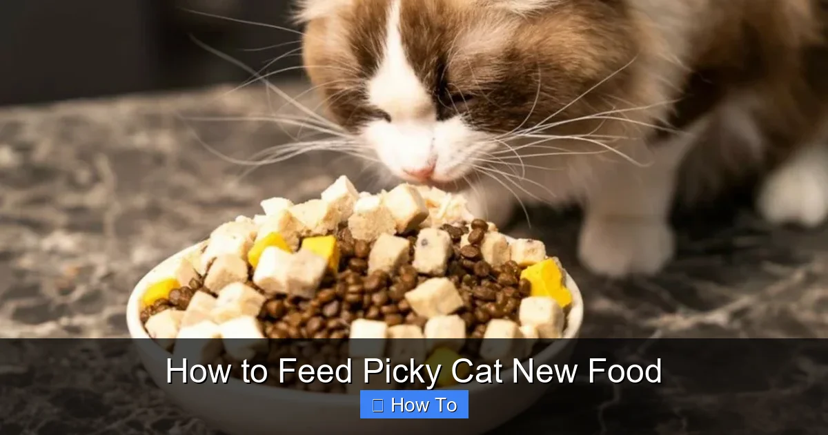 How to Feed Picky Cat New Food