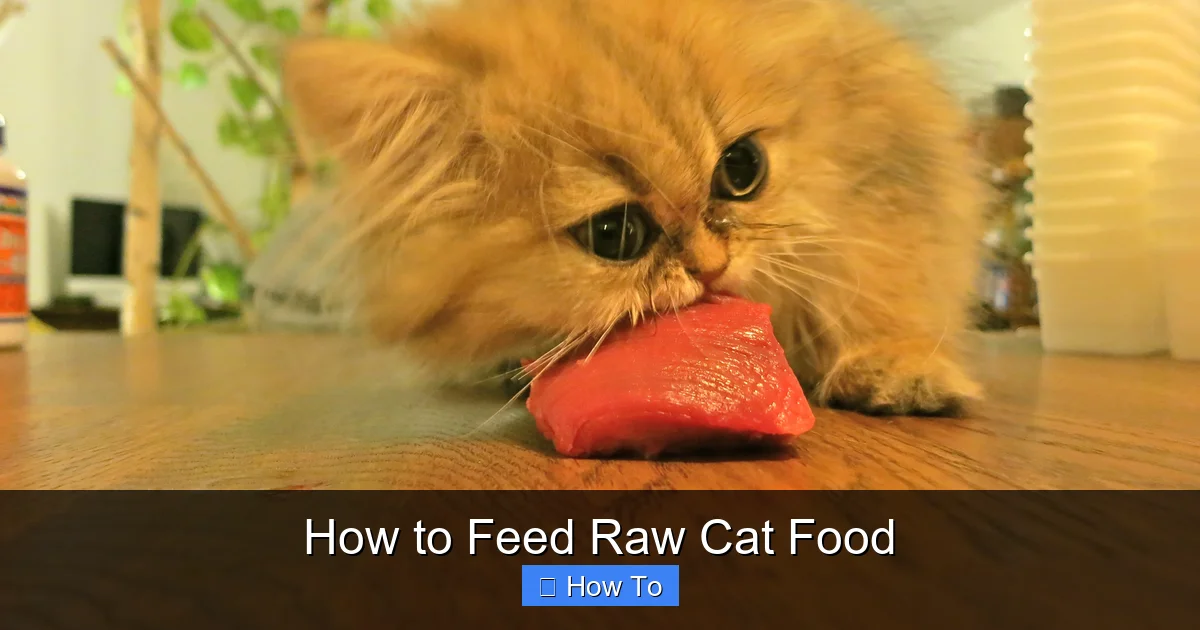 How to Feed Raw Cat Food