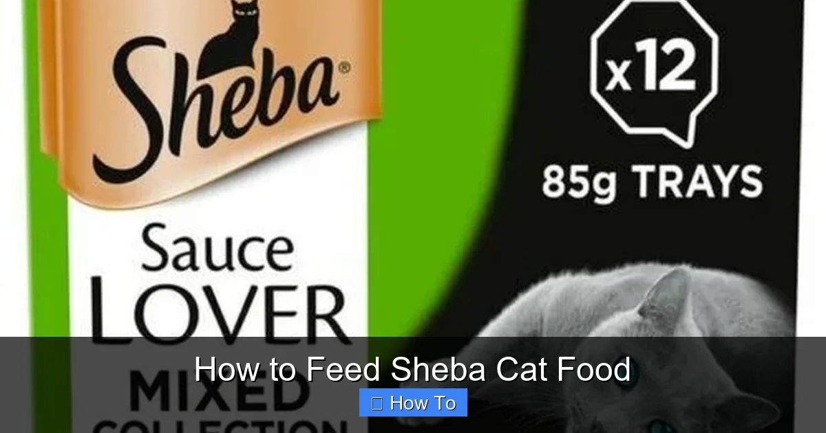 How to Feed Sheba Cat Food