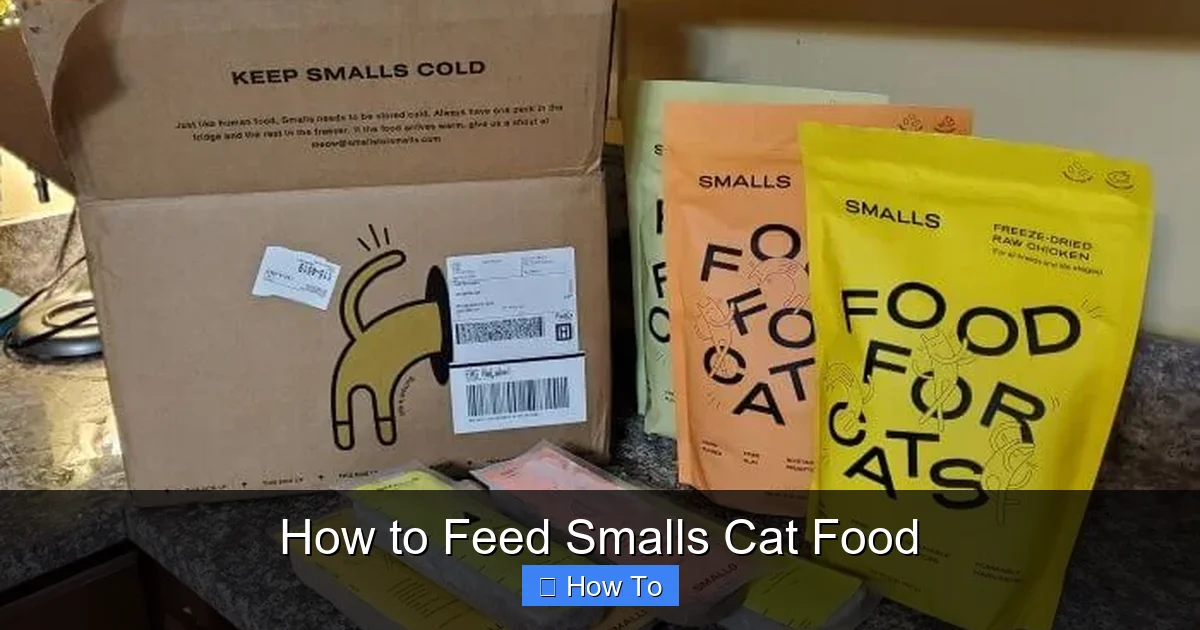 How to Feed Smalls Cat Food