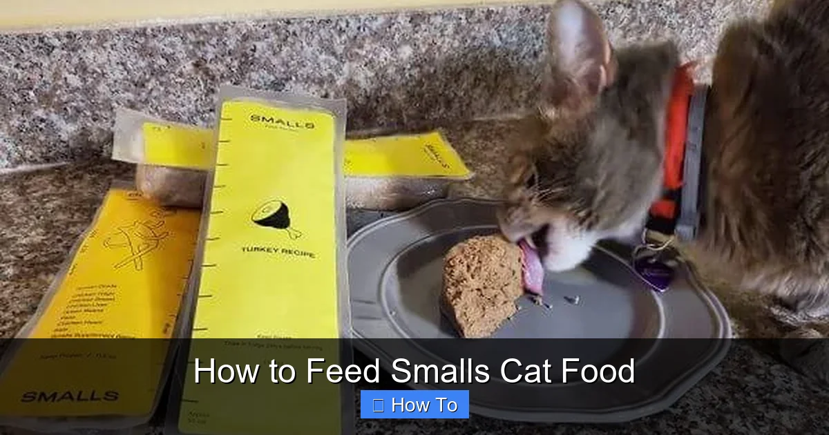 How to Feed Smalls Cat Food