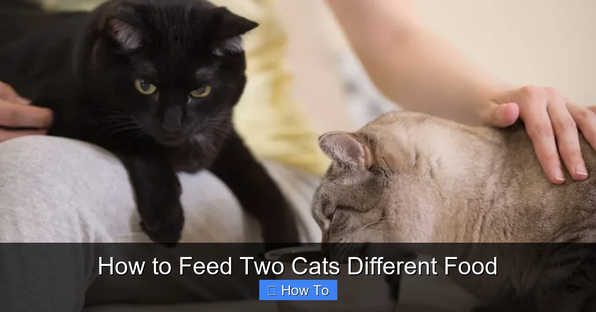 How to Feed Two Cats Different Food