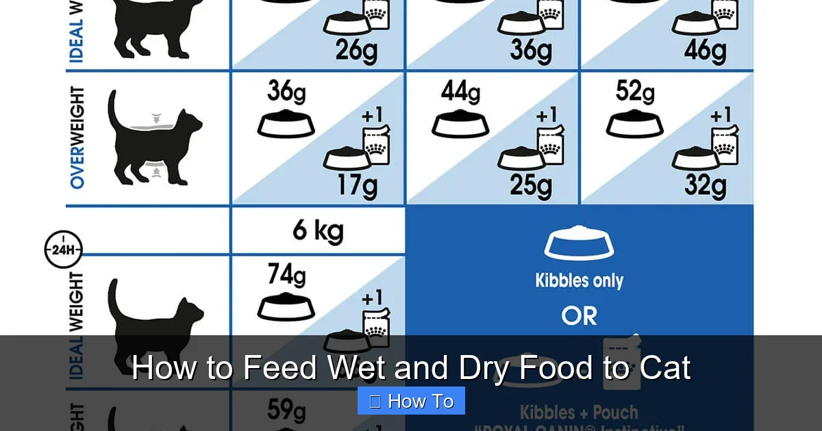 How to Feed Wet and Dry Food to Cat