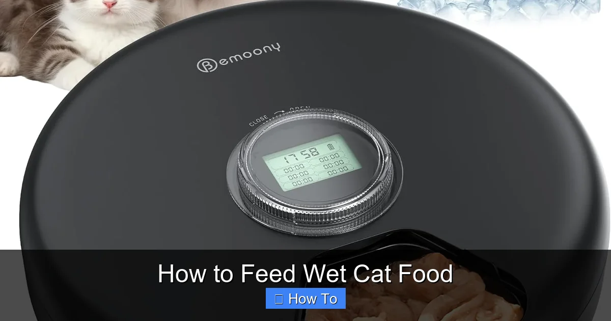 How to Feed Wet Cat Food