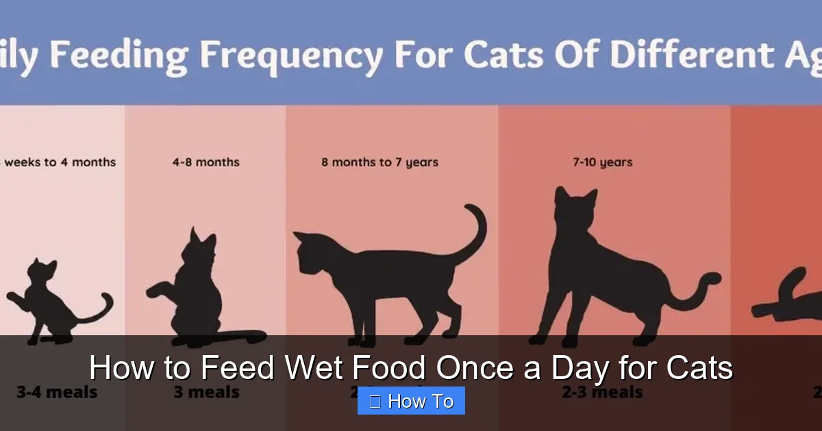 How to Feed Wet Food Once a Day for Cats