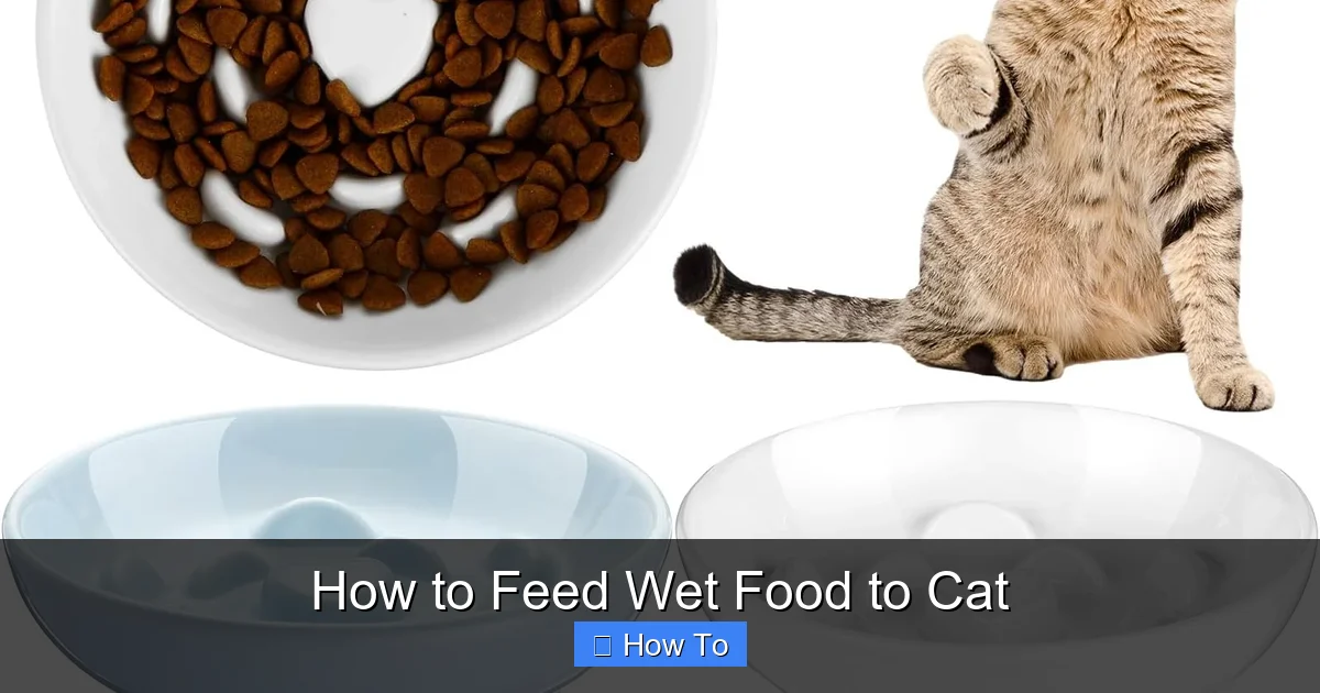 How to Feed Wet Food to Cat