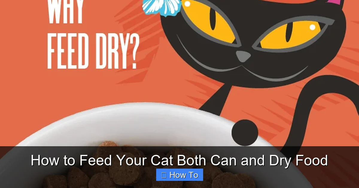 How to Feed Your Cat Both Can and Dry Food