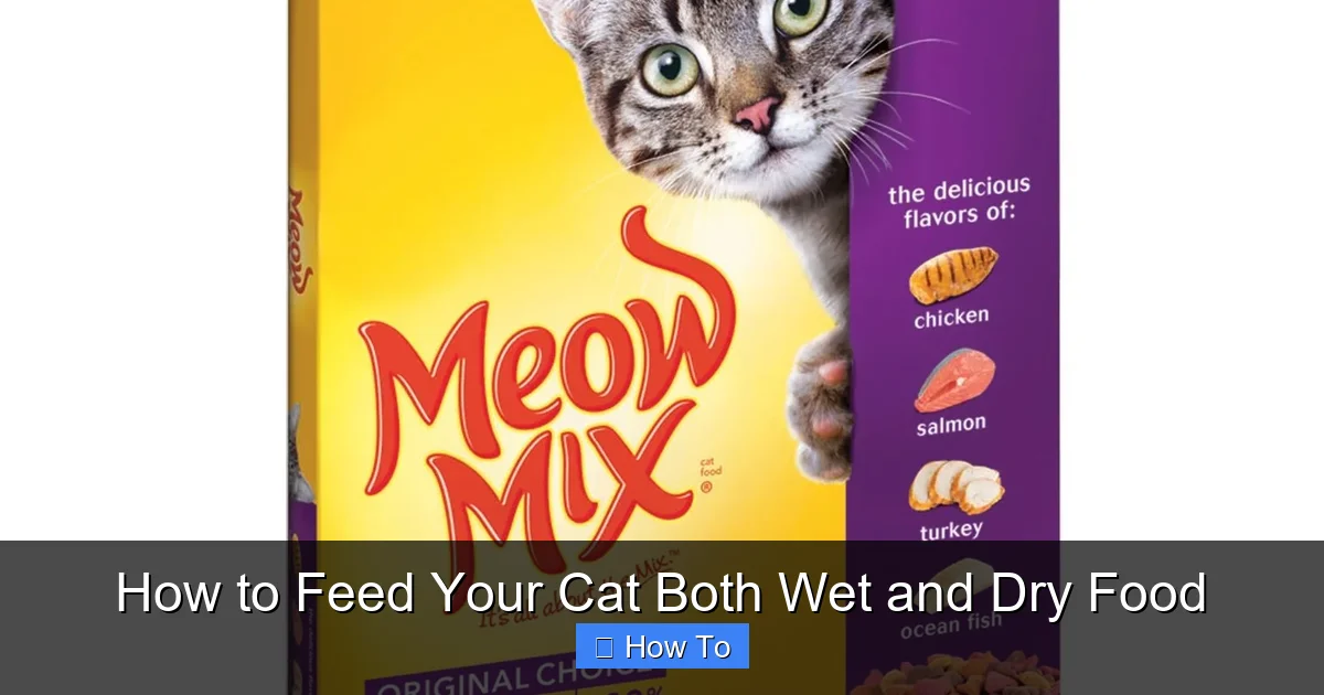 How to Feed Your Cat Both Wet and Dry Food