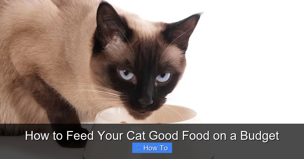 How to Feed Your Cat Good Food on a Budget