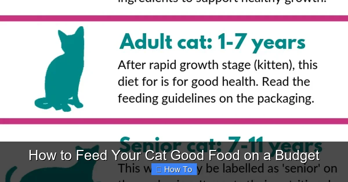 How to Feed Your Cat Good Food on a Budget
