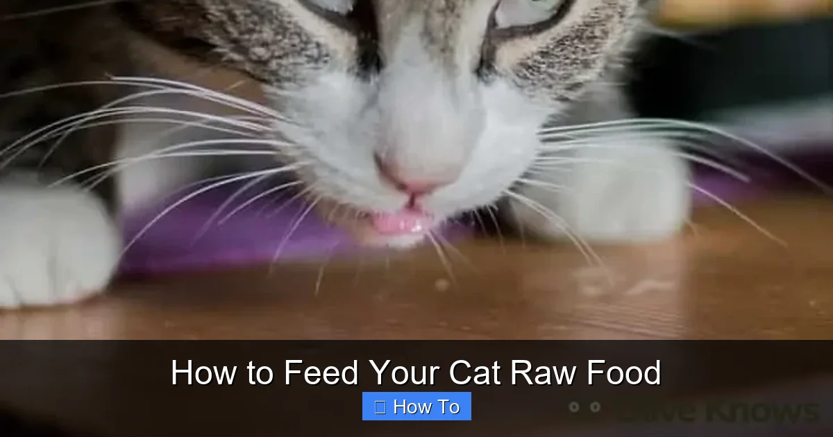 How to Feed Your Cat Raw Food