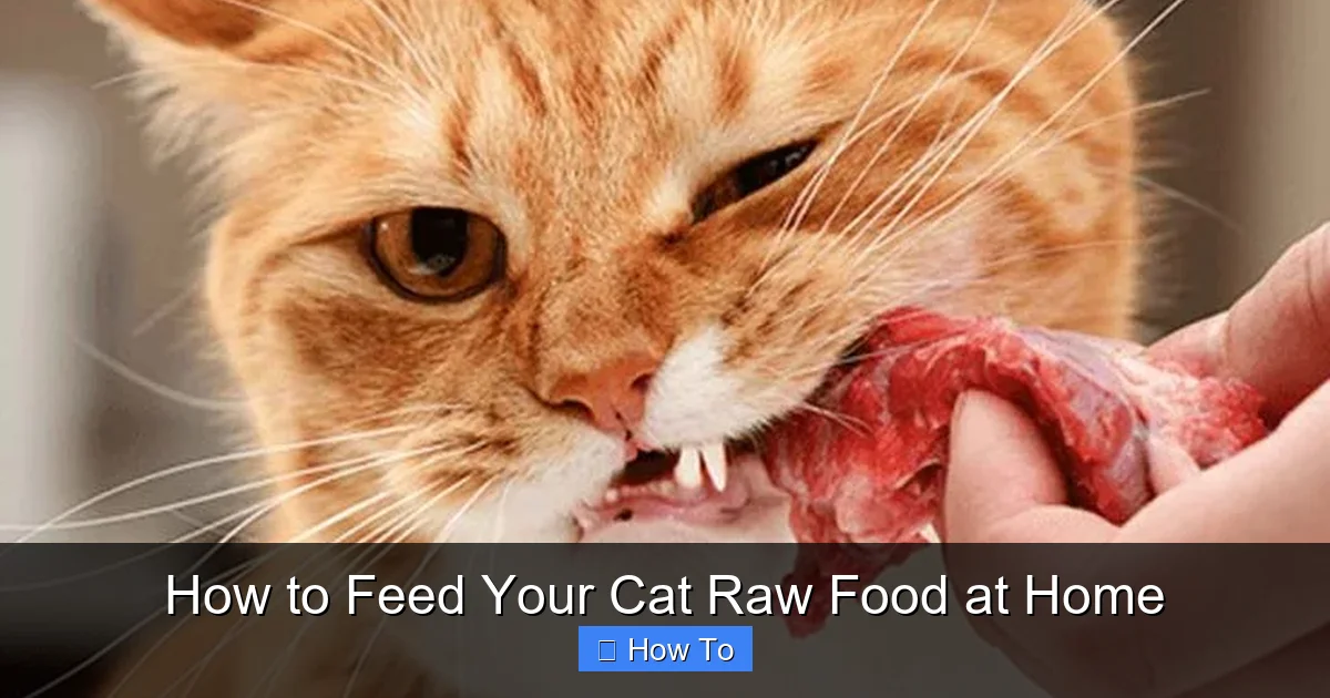 How to Feed Your Cat Raw Food at Home