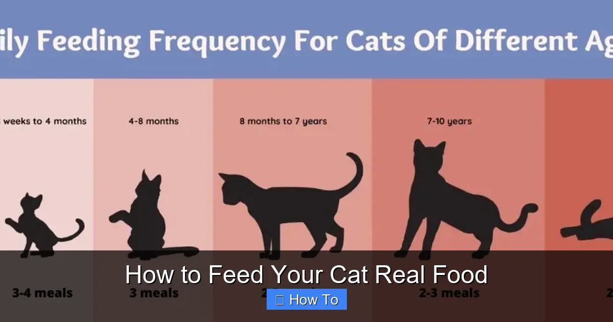 How to Feed Your Cat Real Food