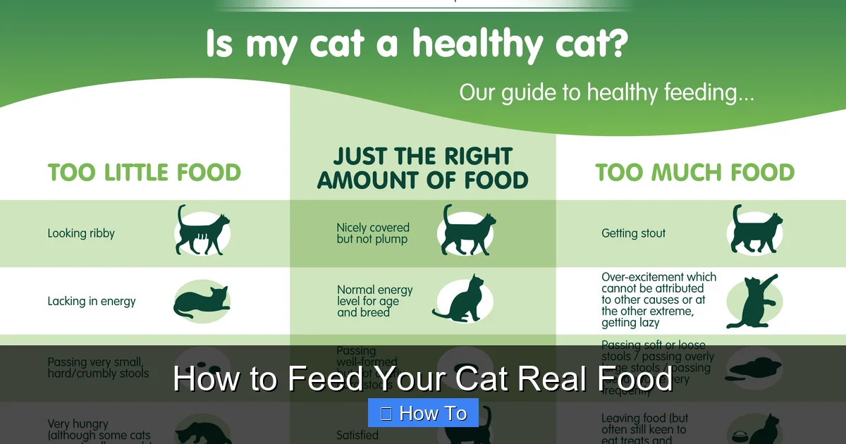 How to Feed Your Cat Real Food