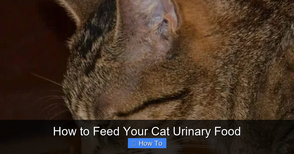 How to Feed Your Cat Urinary Food