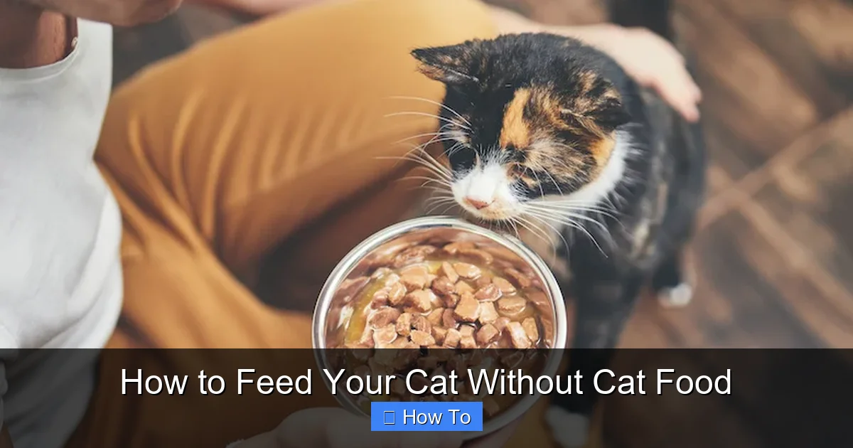 How to Feed Your Cat Without Cat Food