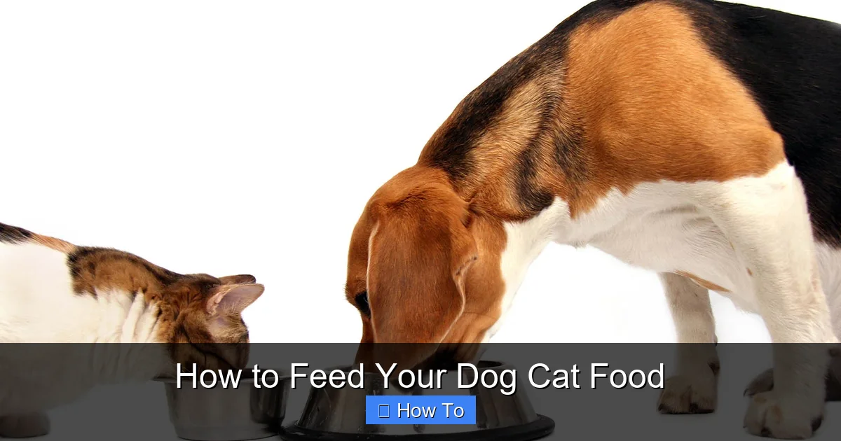 How to Feed Your Dog Cat Food