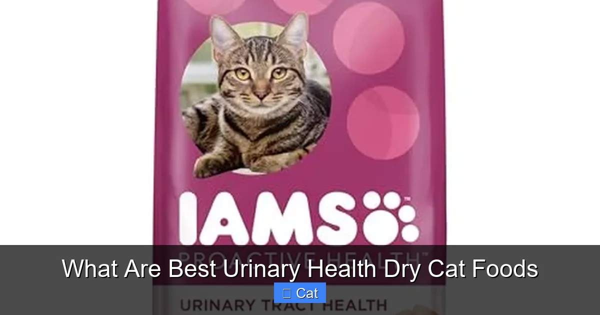 What Are Best Urinary Health Dry Cat Foods